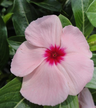 Vinca Cora® Apricot